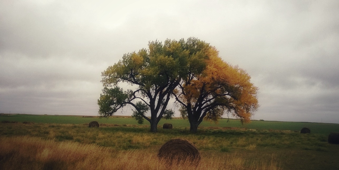 two trees, one green, one yellow